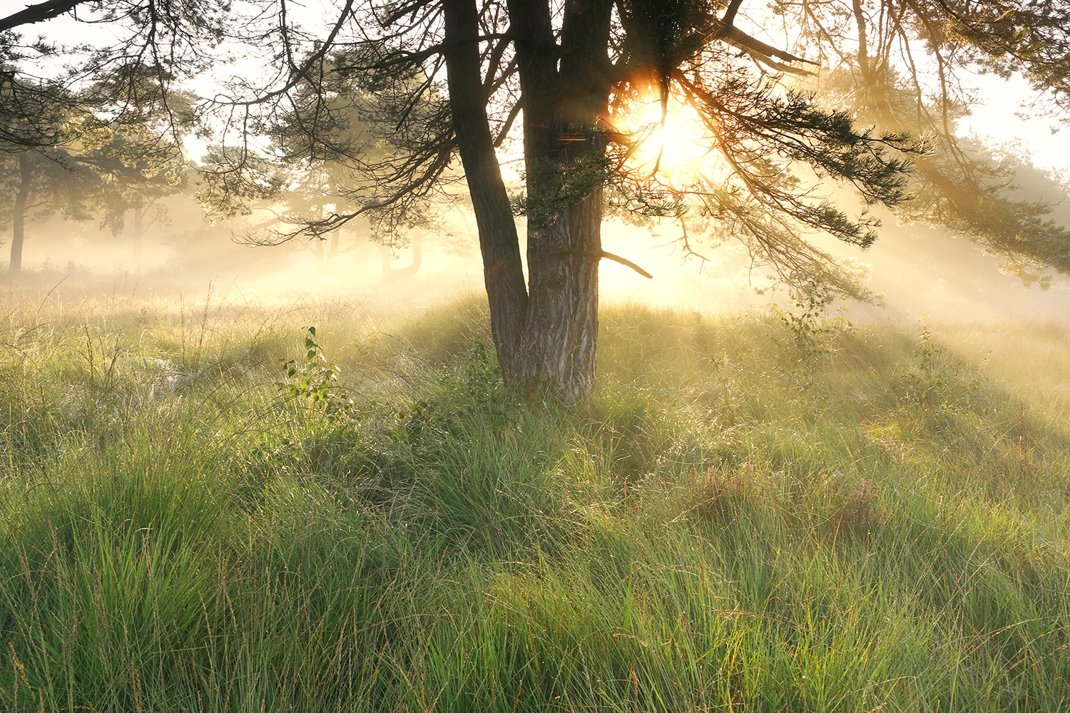 As verstrooien in de natuur